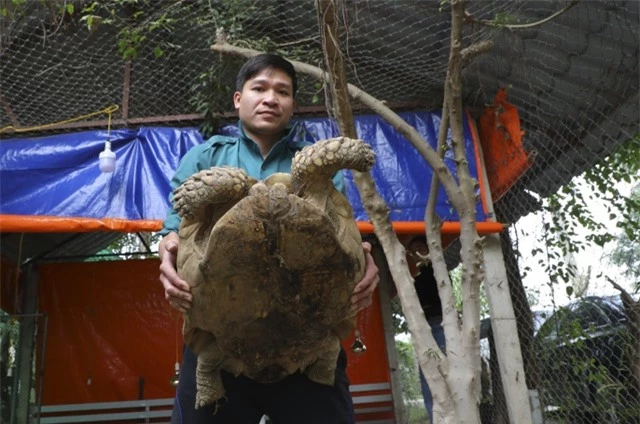 Rùa cạn “khổng lồ” giá vài chục triệu chơi tết Nguyên đán - 9