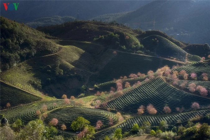 sa pa dep ngat ngay khi mua xuan ve hinh 2