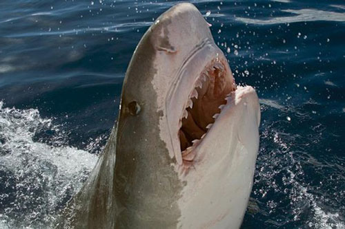 Mổ bụng cá mập hổ Ấn Độ Dương phát hiện thi thể người bên trong