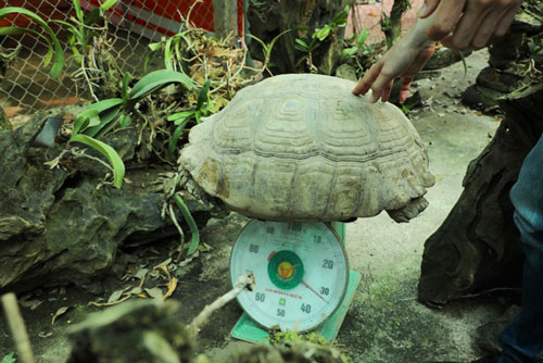 Rùa cạn “khổng lồ” giá vài chục triệu chơi tết Nguyên đán