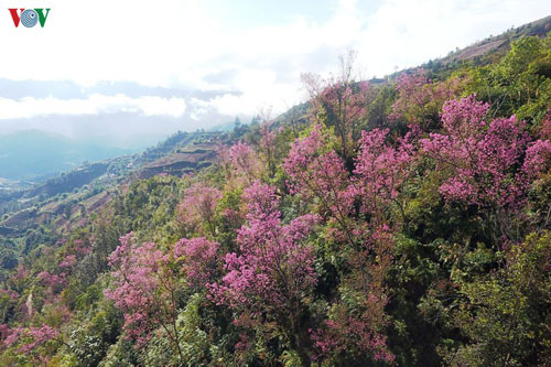Ngắm hoa đào bừng sáng trời đông Mù Cang Chải