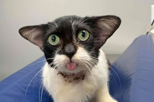 Lạ kỳ chú mèo nổi tiếng vì quá giống "yêu tinh"