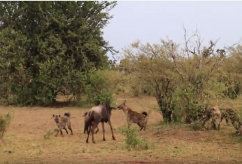CLIP: Linh dương đầu bò tử chiến đàn linh cẩu