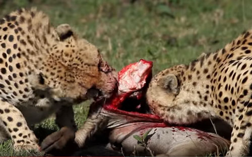 CLIP: Đàn báo săn đoạt mạng linh dương