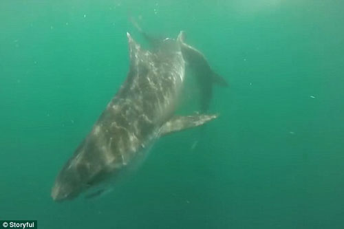 Ác liệt cuộc chiến giữa cá mập hổ và cá mập đầu búa