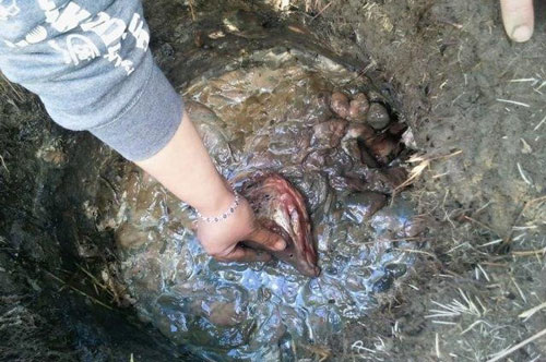 Kinh dị với những món ăn phải hôi, thối, có dòi mới ngon