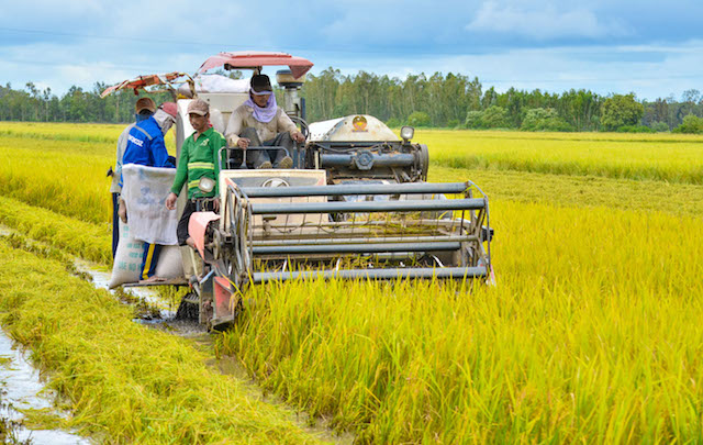  Cơ giới hóa trong các khâu canh tác lúa giúp nông dân sản xuất hiệu quả hơn.