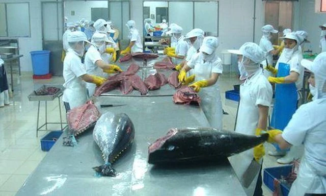 Việt Nam xuất khẩu cá ngừ sang thị trường Italia tăng trưởng mạnh.