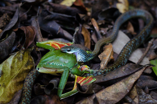 Kinh hãi trước cảnh rắn 'phồng mang trợn má' nuốt ếch khủng