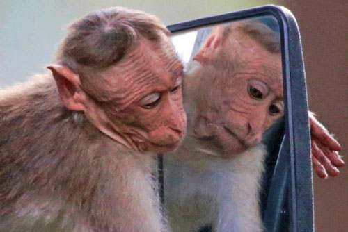 Khỉ nhỏ "đắm đuối" nhan sắc chính mình trong gương vô cùng hài hước