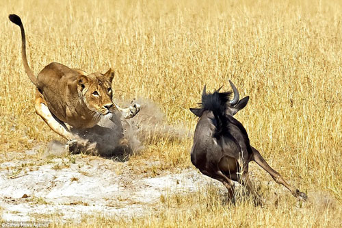 Sư tử đói chặn đầu, hạ gục linh dương đầu bò