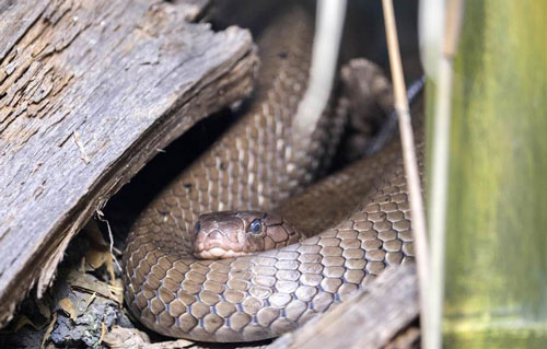 Rắn hổ mang ẩn nấp dưới giường dọa người và cái kết 'đắng'