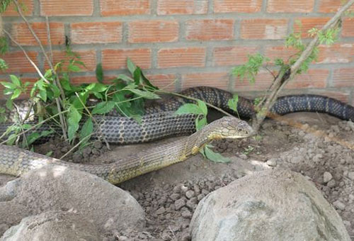 Những cuộc xả súng tiêu diệt rắn khổng lồ ở rừng Phú Quốc