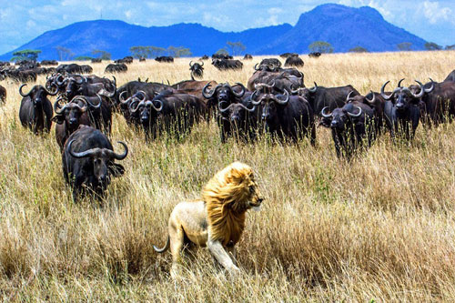 Ngoạn mục cảnh trâu rừng đoàn kết đánh đuổi sư tử