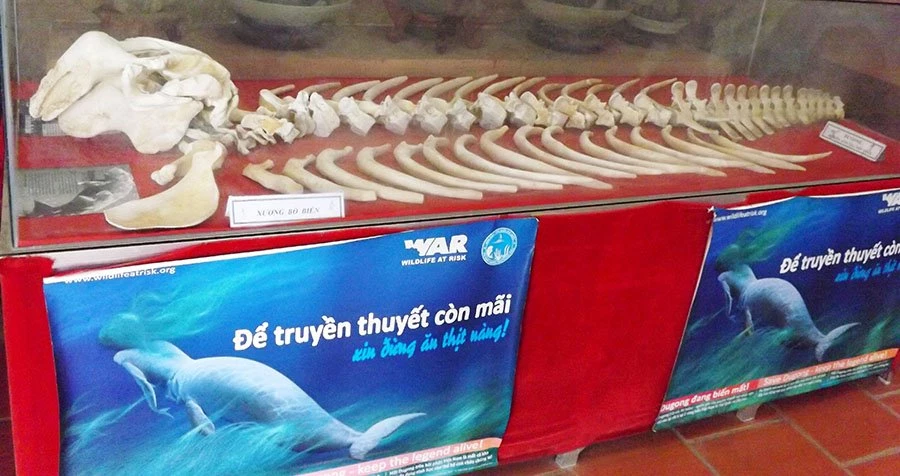 Một bộ xương của Bò Biển đang được lưu giữ tại bảo tàng Cội Nguồn trên đảo Phú Quốc, Kiên Giang.