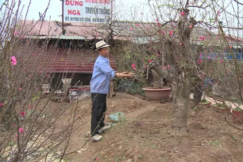 Người dân làng đào lo lắng mùa vụ Tết bị ảnh hưởng bởi thời tiết