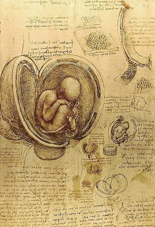 Bức họa "Bào thai trong tử cung" của danh họa Leonardo da Vinci
