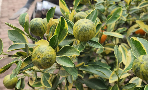 2,5 triệu đồng/cây quất lá phát tài, dân Hà Nội xuýt xoa vì "độc", lạ