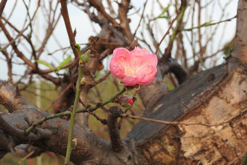 Người dân làng đào lo lắng mùa vụ Tết bị ảnh hưởng bởi thời tiết