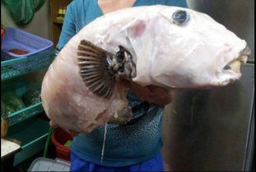 Loài cá xấu xí mệnh danh "mỹ nhân ngư" ở Việt Nam