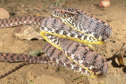 Loài rắn nữ hoàng sắc đẹp "vạn người mê" ở Việt Nam