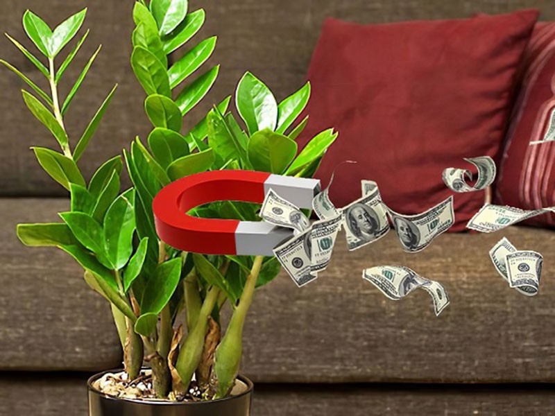 Những cây phong thuỷ hợp mệnh 12 con giáp: Chọn đúng để hút tài lộc
