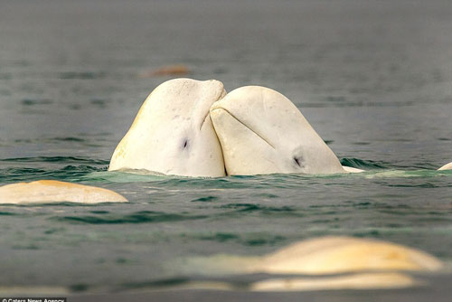 Cá voi trắng tình tứ trước giao phối trên biển