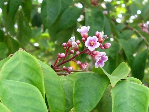 'Thần dược' chữa da nứt nẻ trong mùa đông