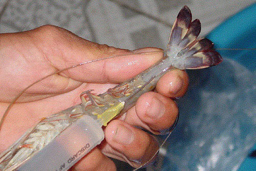 Hải Phòng: Bắt quả tang cơ sở tiêm tạp chất vào hơn 120 kg tôm