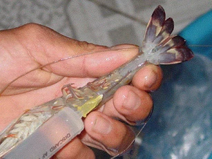 Hải Phòng: Bắt quả tang cơ sở tiêm tạp chất vào hơn 120 kg tôm