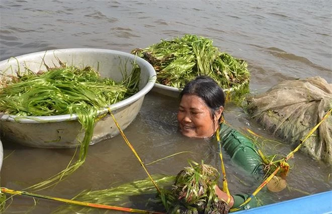 Hẹ nước - &#34;món ngon trời cho&#34; chỉ có ở vùng sông nước miền Tây - 6