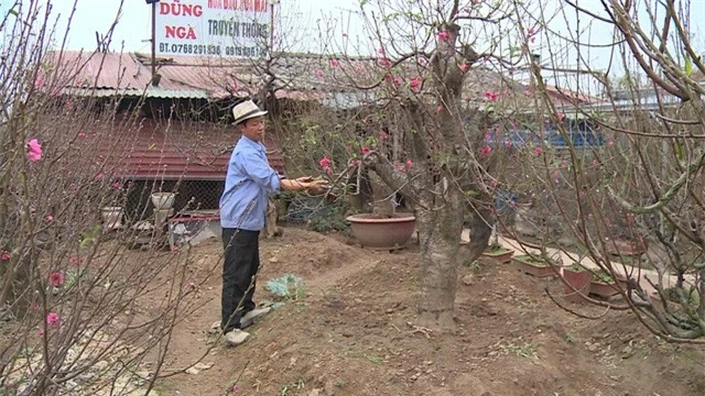 Người dân làng đào lo lắng mùa vụ Tết bị ảnh hưởng bởi thời tiết - Ảnh 1.