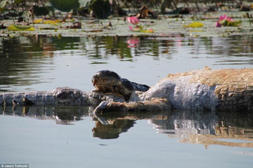 Kinh hãi trước cảnh cá sấu khổng lồ nhai nuốt xác thối đồng loại