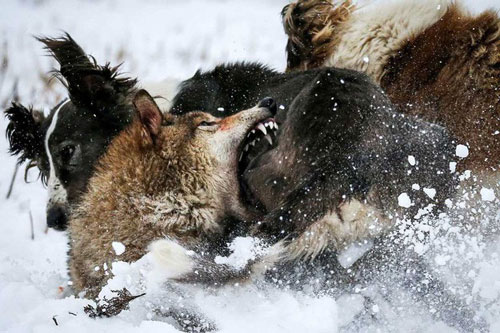 Ảnh động vật: Sói hoang chống trả chó săn, vịt giành cá mút đá...