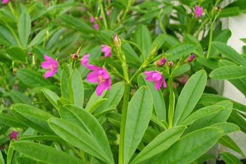 Trồng cây sâm đất: Vừa có rau ngon ăn quanh năm, vừa làm cây thuốc đa năng cho cả nhà