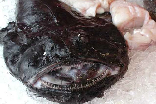 Monkfish là loài cá xấu xí có nhiều cái tên khác nhau như cá thầy tu, cá chày, cá hàm ếch, quỷ biển… Mặc dù hình dạng bên ngoài của chúng có thể khiến nhiều người cảm thấy ghê sợ, nhưng khi được chế biến thành món ăn thì lại có hương vị rất tuyệt vời.