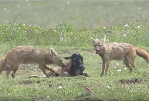 CLIP: Linh dương non chết thảm dưới nanh vuốt chó rừng