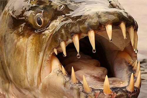 Thú chơi kinh dị: Nuôi cá hổ Congo