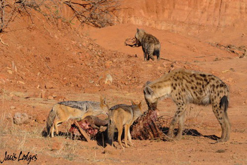 Chó rừng và linh cẩu xâu xé mồi của sư tử