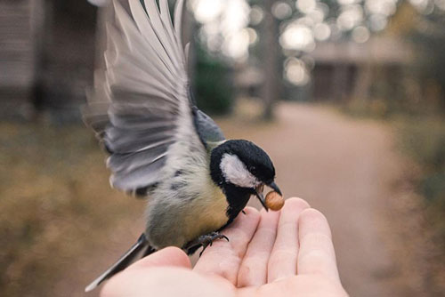 Những khoảnh khắc rất "con người" của động vật hoang dã