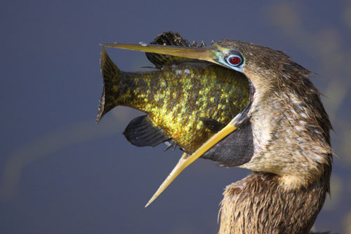 Những màn săn giết ghê rợn trong vương quốc động vật