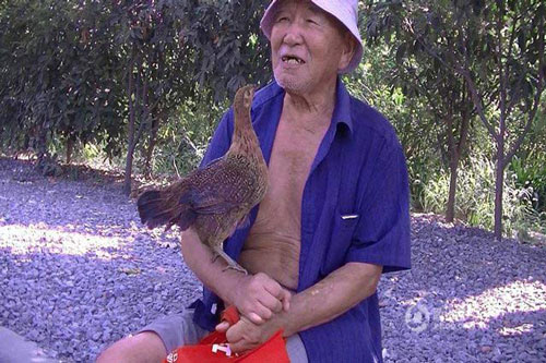 Kỳ lạ chuyện cụ ông 80 tuổi làm bạn với gà