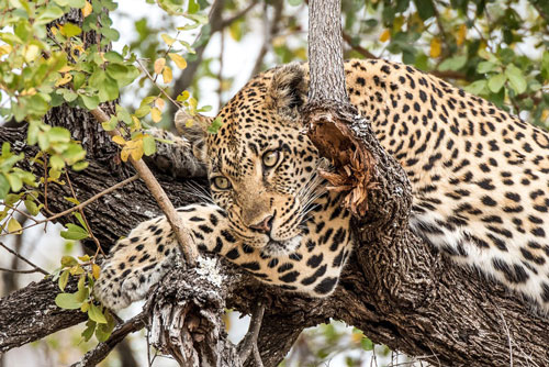 Những khoảnh khắc bình yên đến lạ kỳ của động vật hoang dã