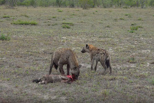 Kinh hoàng trước cảnh linh cẩu đói ăn thịt đồng loại