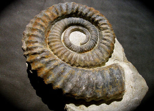 Trước cả khi viên thiên thạch định mệnh đâm xuống Trái Đất, khủng long đã nhiễm độc thủy ngân nặng