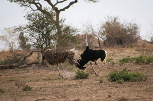Phản ứng gây sốc của đà điểu cái khi thấy “người trong mộng“