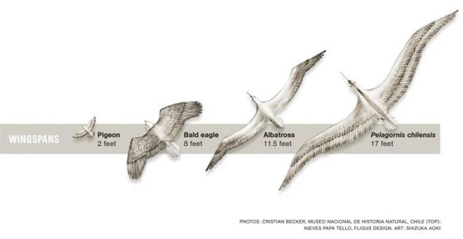 Loài người thật may mắn vì những loài chim ăn thịt khổng lồ này đã tuyệt chủng - Ảnh 4.