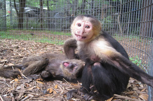 Cảm động trước tình bạn sâu sắc của hai chú khỉ bất trị