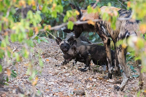 Bất ngờ trước hình ảnh chó hoang châu Phi bị mẹ dạy dỗ