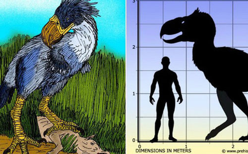 Loài người thật may mắn vì những loài chim ăn thịt khổng lồ này đã tuyệt chủng